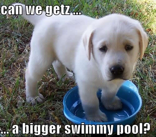 Cute Little Puppy - Can We Getz -  A Bigger Swimmy Pool?