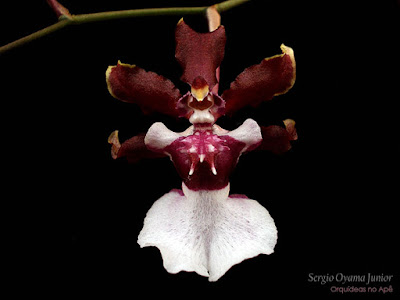 Orquídea Oncidium Sharry Baby 'Sweet Fragrance'