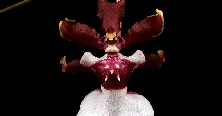 Orquídeas no Apê: Orquídea Oncidium Sharry Baby 'Sweet Fragrance'