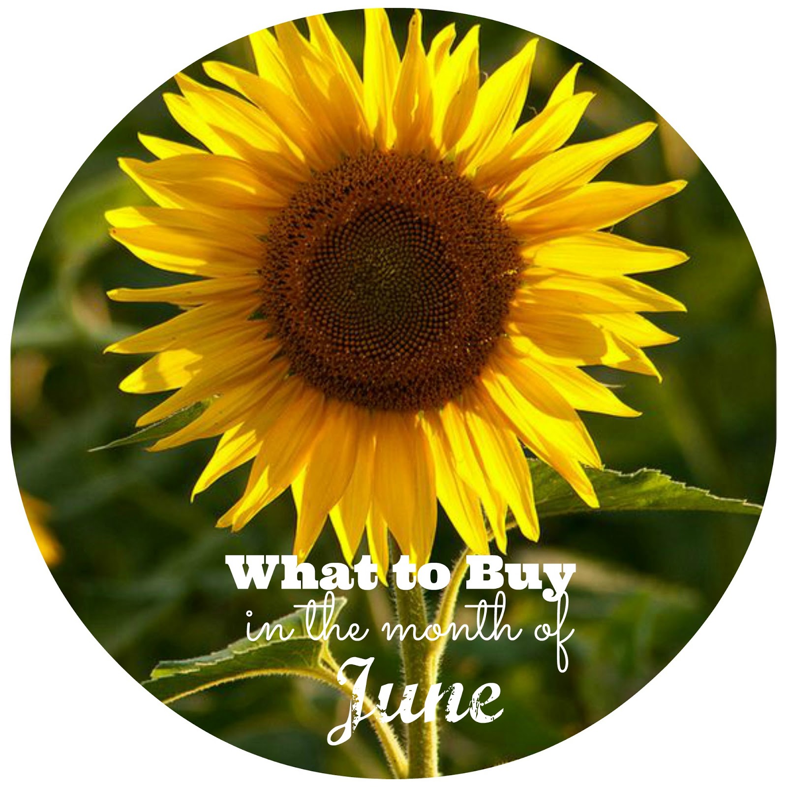 What To Buy In The Month Of June NorCal Coupon Gal what-to-buy-in-the-month-of-june-norcal-coupon-gal