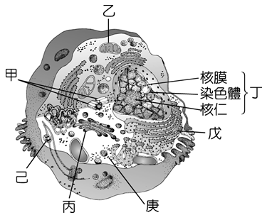 題組右圖是細胞的構造模式圖 回答下列問題 題組 28 右圖是葉肉組織於不同 阿摩線上測驗