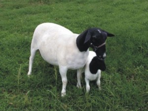 Cordeiro - Você sabe como terminar ? 2 ovinos dorper