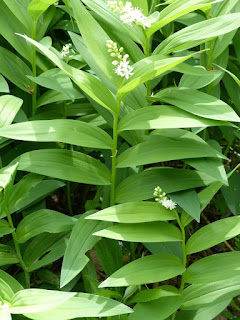 Smilacine étoilée - Maianthemum stellatum Smilacine étoilée - Maianthemum stellatum