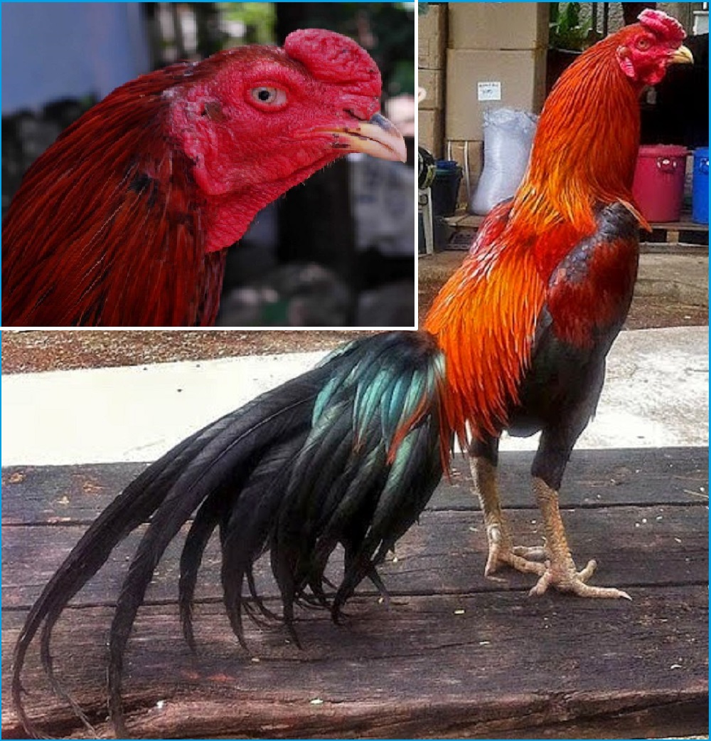72+ Gambar Ayam Umur 6 Bulan Paling Hist 72+ Gambar Ayam Umur 6 Bulan Paling Hist