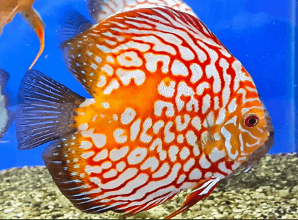 Angkasa Aquarium: Jenis – Jenis dan Harga Ikan Discus