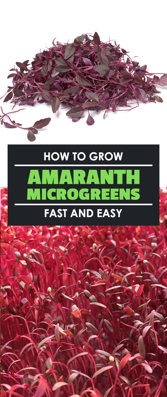 How to Grow Amaranth, Tips and Guide to Growing Amaranth Everything