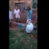 Neighbours Gang-Up And Flog A Man For Always Beating Up His Wife - Photos?Video