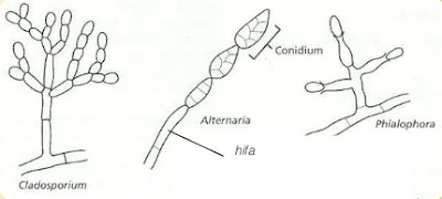 Struktur Jamur (Fungi) Deuteromycota Struktur Jamur (Fungi) Deuteromycota