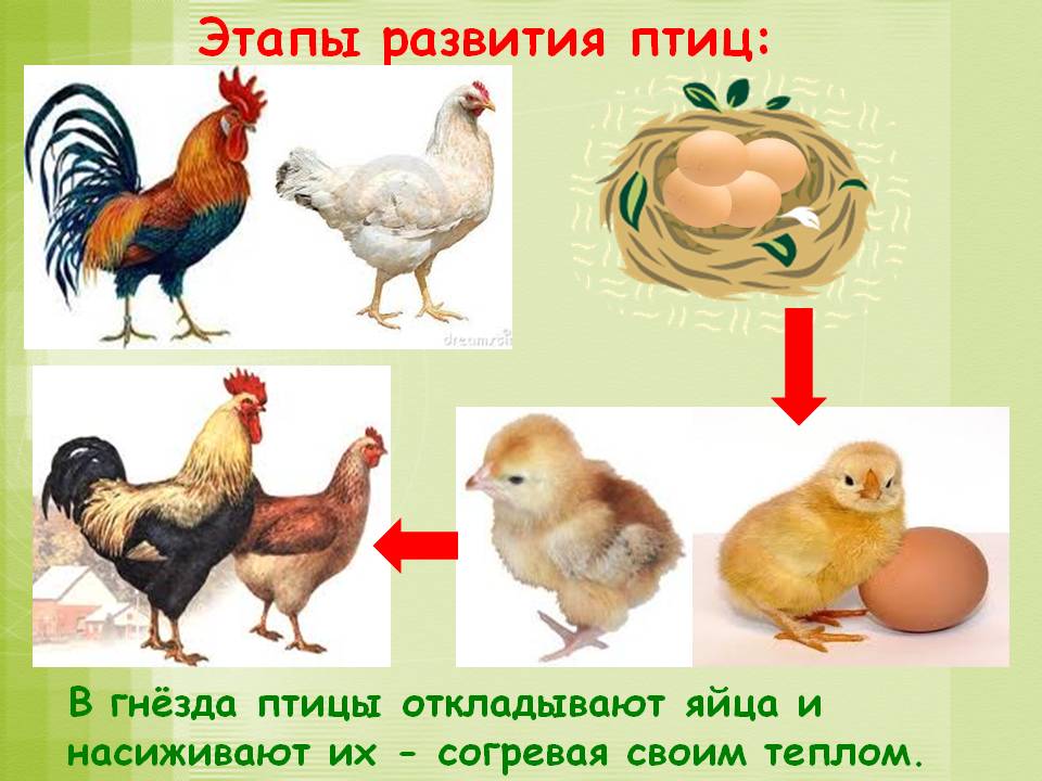 Окружающий мир домашняя птица. Этапы развития птиц. Модель развития птиц. Размножение птиц. Модель развития животных.