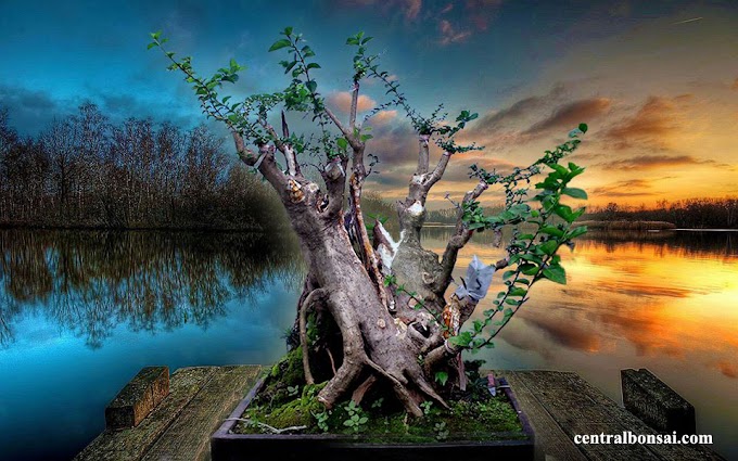 Jenis Kriteria Tunggul Yang Bagus Bakalan Bonsai