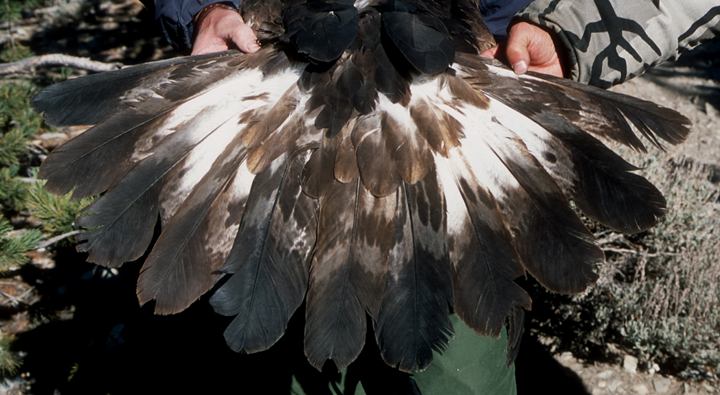 Raptor Identification and Photography Tails of Golden Eagles