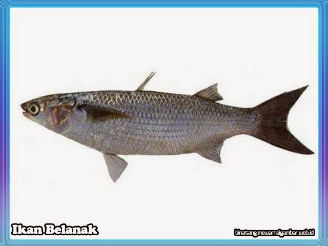 Budidaya Ikan Belanak
