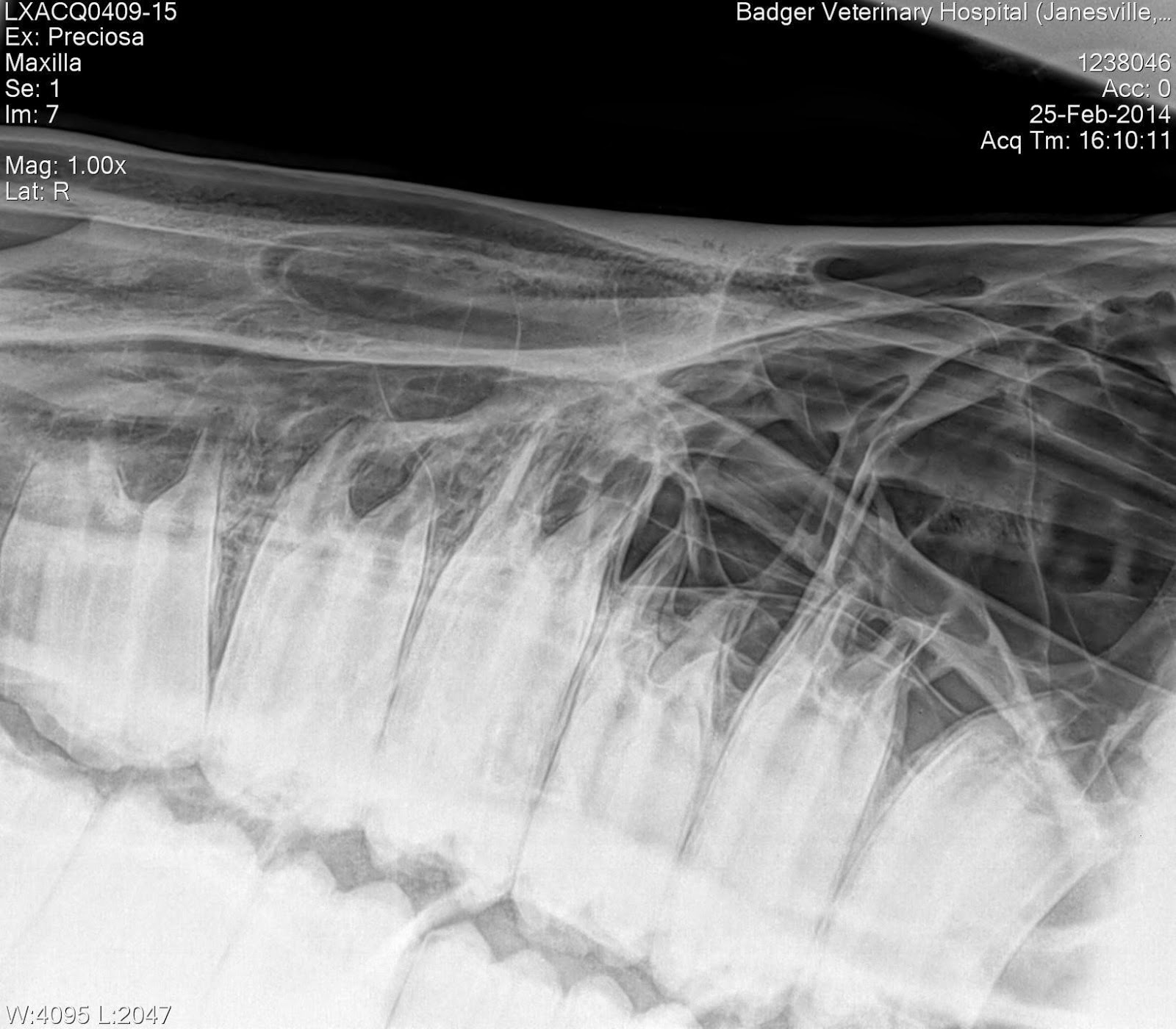 Toria Waldron DVM, Badger Veterinary Hospital Equine Dentistry Not