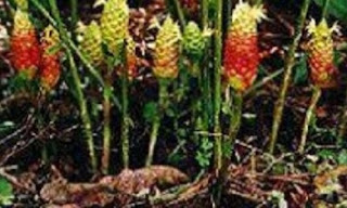 tanaman obat Lempuyang tanaman obat Lempuyang