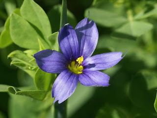 Bermudienne commune - Sisyrinchium montanum Bermudienne commune - Sisyrinchium montanum