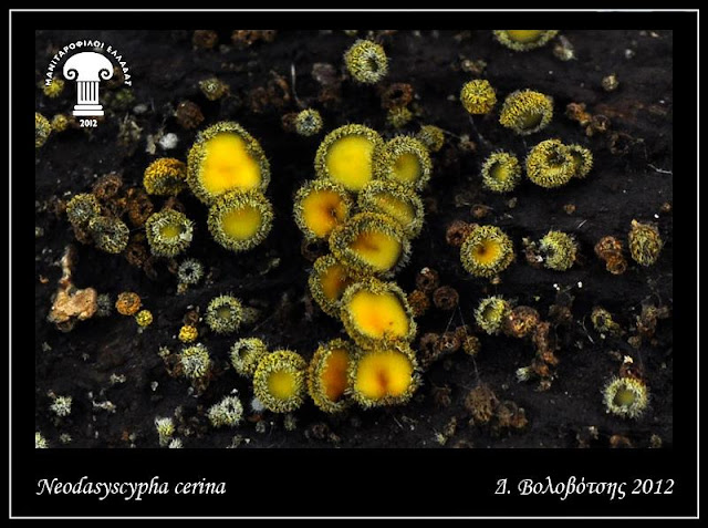 Neodasyscypha cerina (Pers.) Spooner