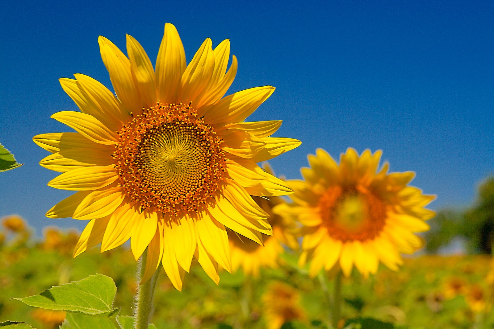 Super trip of awesome: Khao Yai National Park (And some sunflowers)