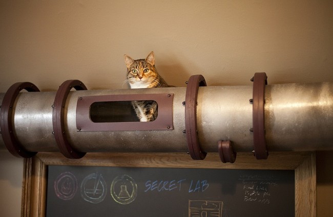 Tubo para el gato instalado en una casa