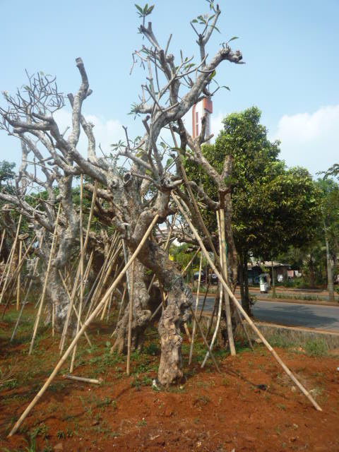 Tukang Taman Murah : GAMBAR BONSAI KAMBOJA BATANG BESAR HARGA MURAH