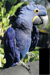 macaw flying species largest parrot pretty hyacinth bird