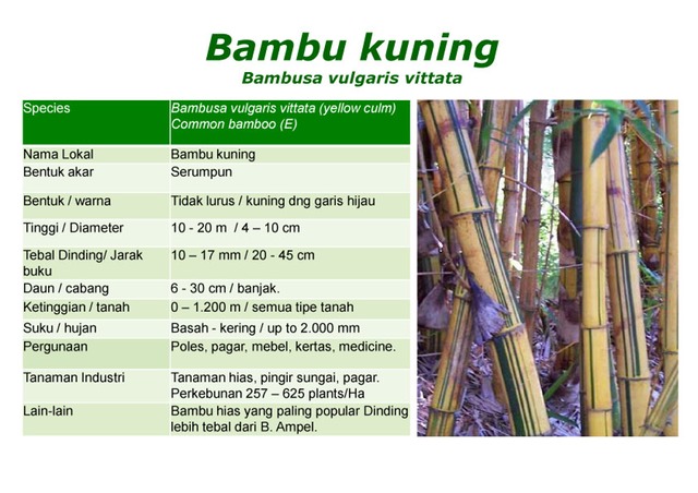Jenis dan ciri tumbuhan Bambu serta Manfaatnya ...