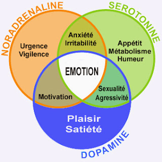 Afficher l’image source Résultat d’images pour serotonine