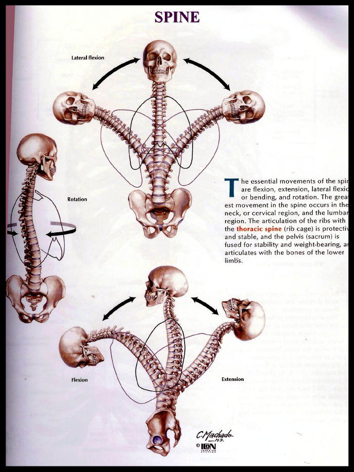 Twins & Tangents Class 3 Week 4 Range of Motion in the Human Body
