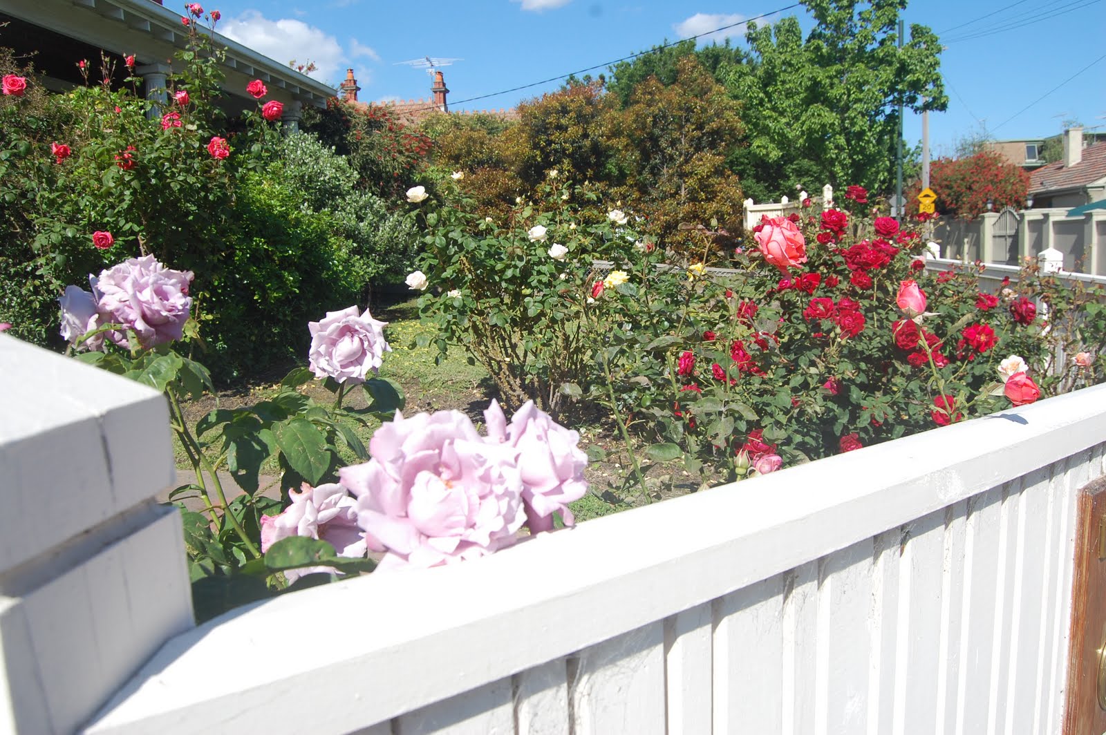 Earthy Reporter 'ROSES CAPTURE MELBOURNE'S ESSENCE'