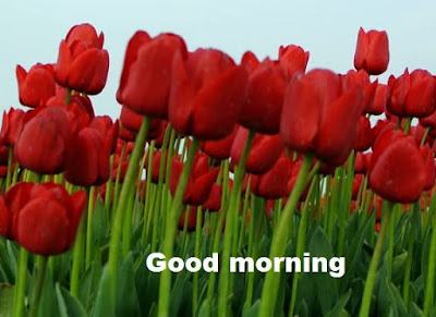 Romantic good morning images with flowers - beautiful tulips wallpapers Romantic good morning images with flowers - beautiful tulips wallpapers