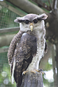 burung hantu bubo