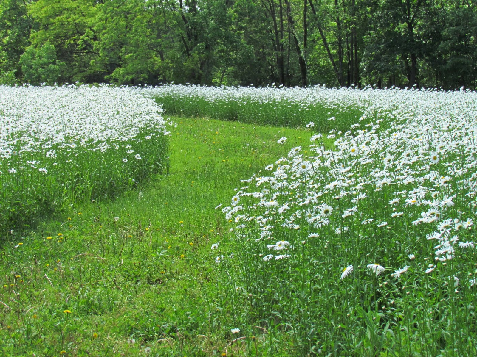 Foulkeways and Beyond Daisy Meadow