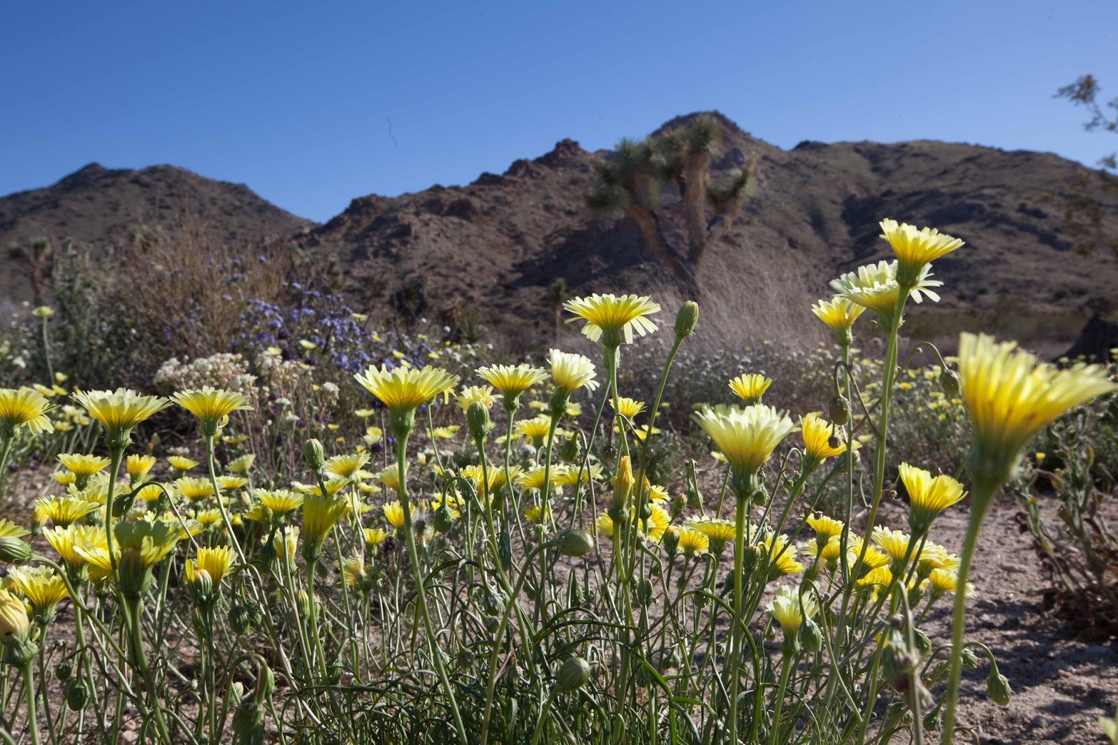 Spare Parts and Pics Desert Wildflowers