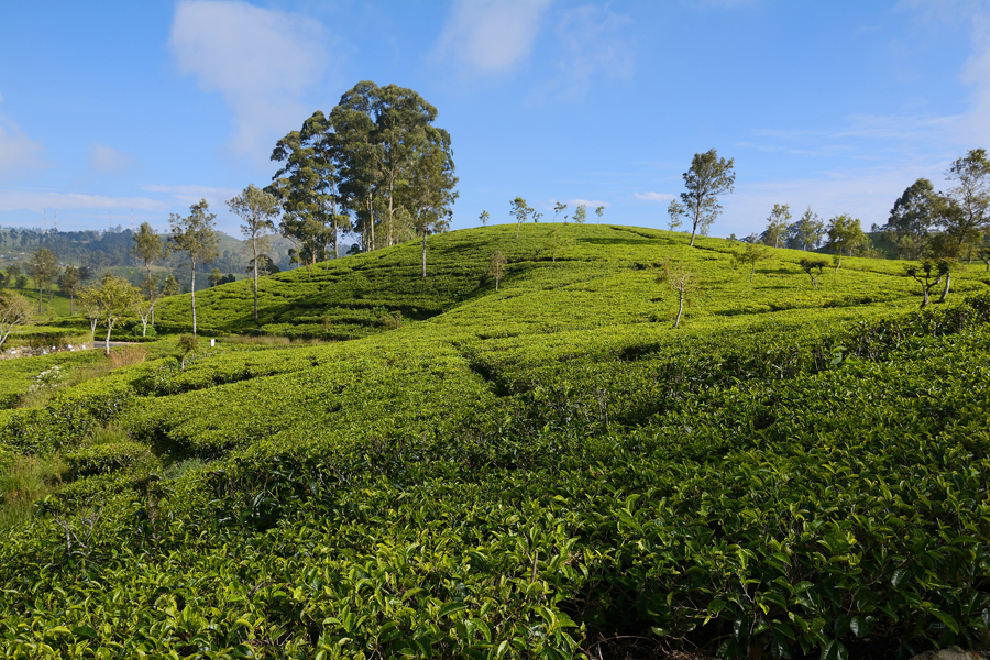 LIPTON'S SEAT, SRI LANKA LIPTON'S SEAT, SRI LANKA