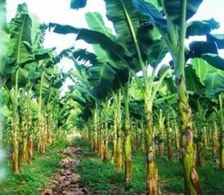 Pohon Pisang Dan Aneka Olahannya