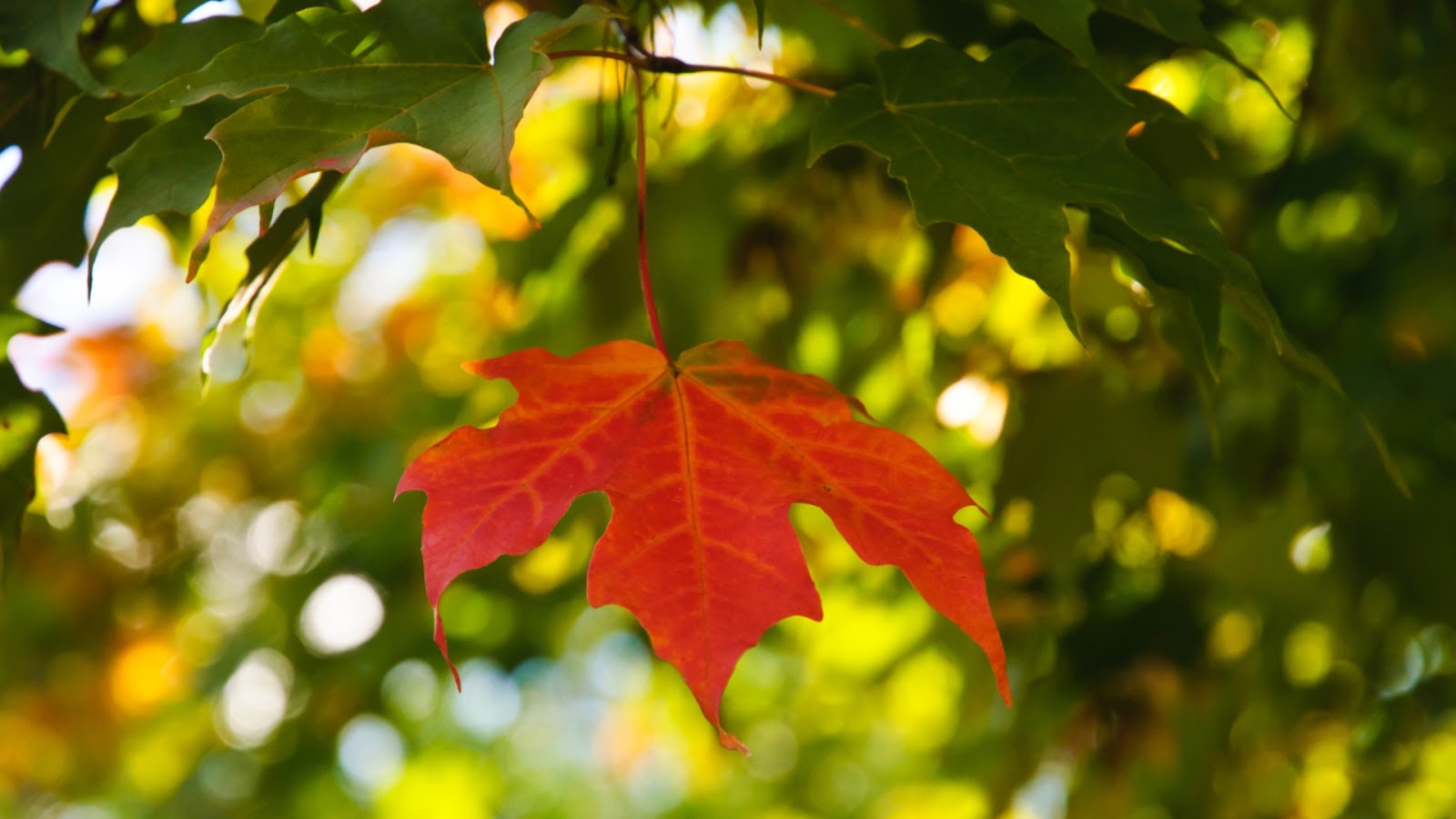 Red Maple Leaf - Mystery Wallpaper