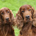 75 Unique Names for Irish Setter Males | Strong Celtic and Irish
