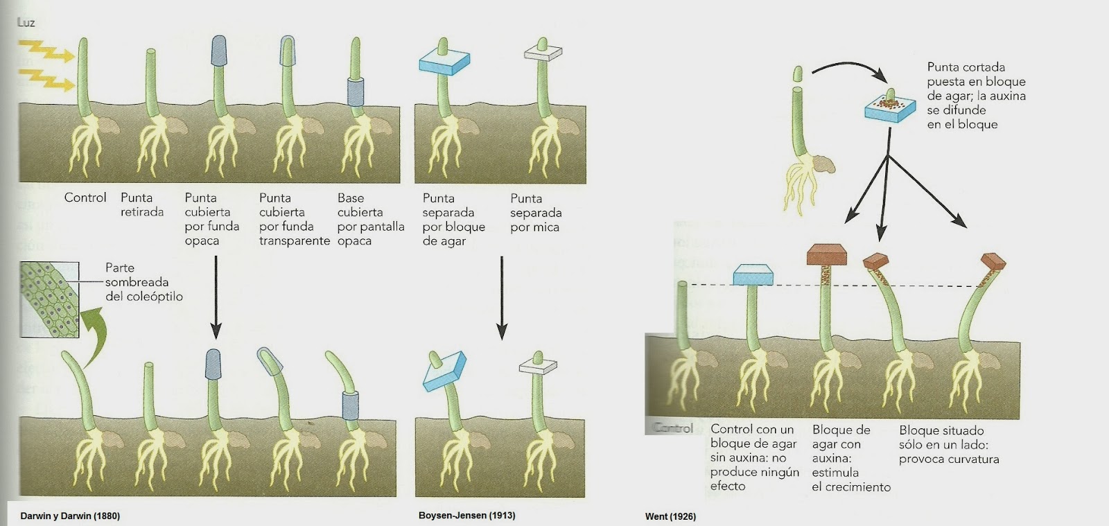 Como hacer enraizante para la marihuana con lentejas