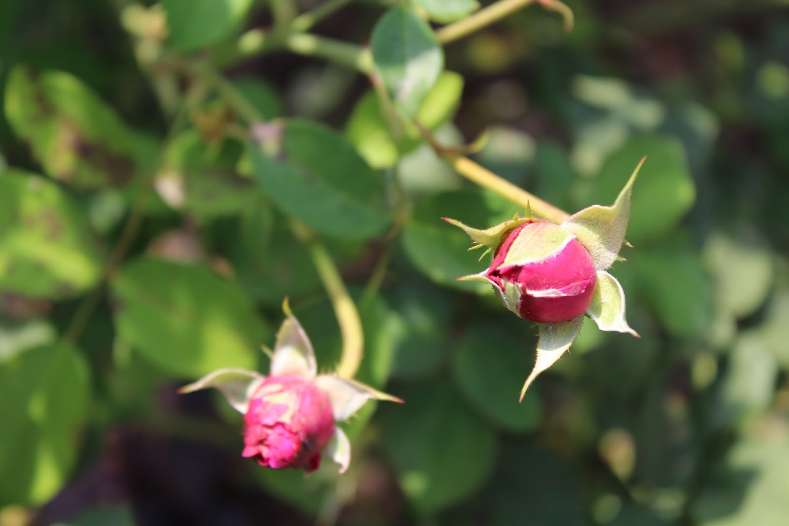 Promesse de roses: Mon jardin encore bien fleuri
