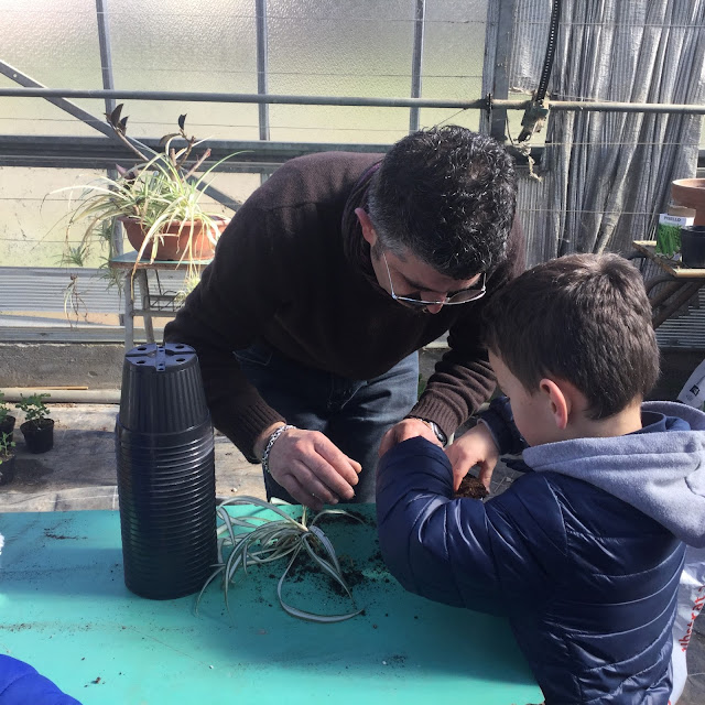 Piantiamo il Clorofito-Scuola Agraria
