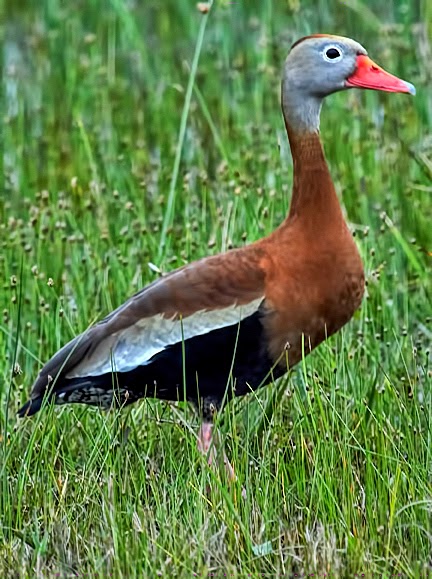 Dan Tallman’s Bird Blog: Black-bellied Whistling-Duck