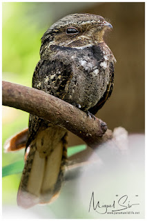 Chuck-Will’s-Widow (Antrostomus carolinensis) - brown adult