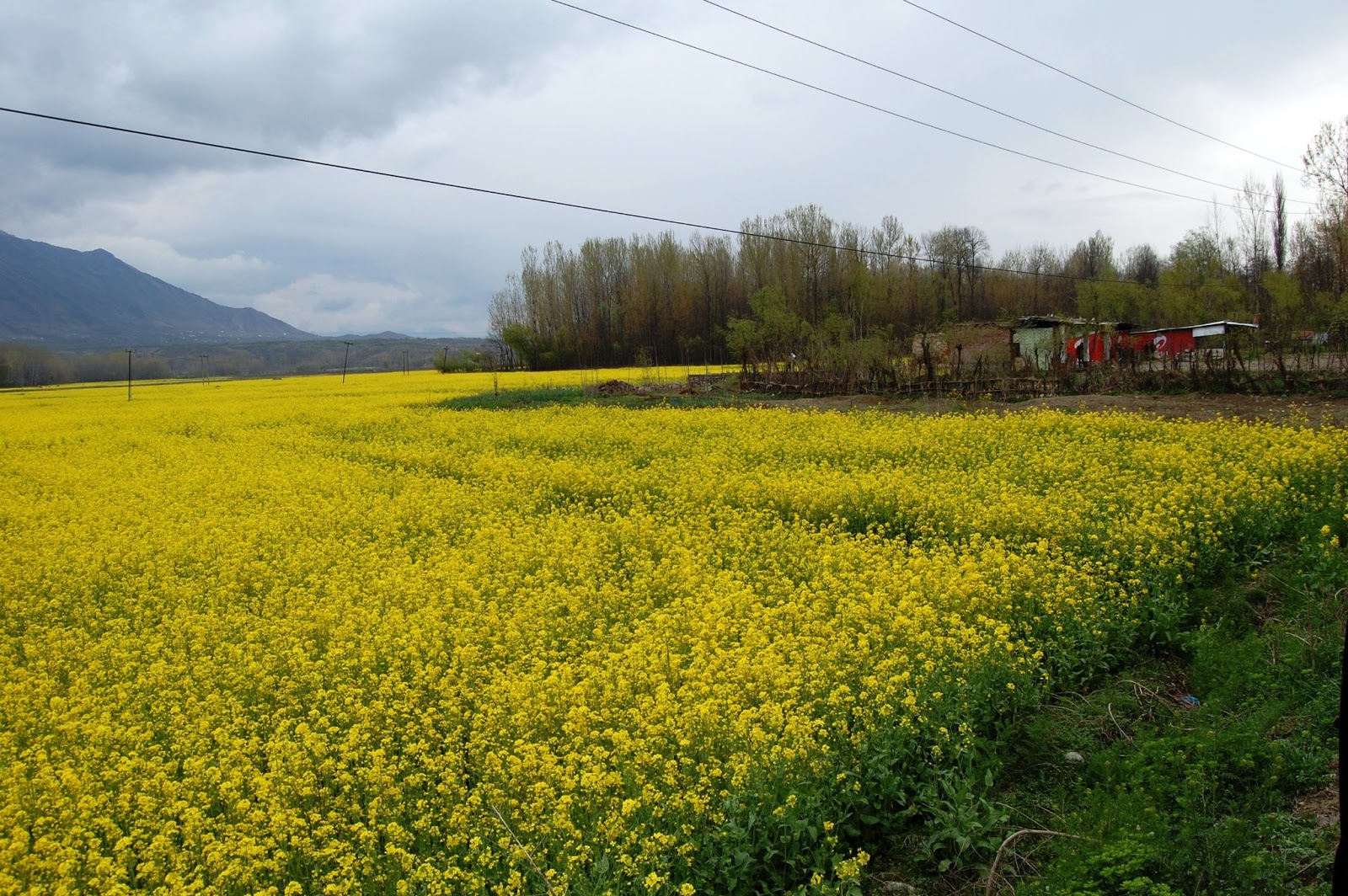 CHINAR SHADE MUSTARD FLOWERS BLOOM IN SPRING SEASON OF KASHMIR