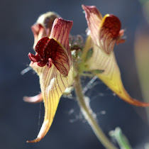 http://wild-flowers-of-europe.blogspot.nl/2015/07/linaria-aeruginea-subsp-aeruginea.html