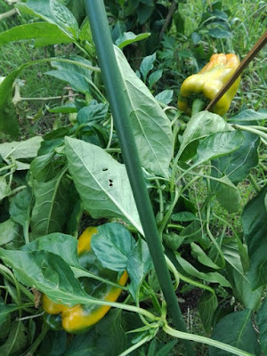 Orto di settembre: finalmente i peperoni! Orto di settembre: finalmente i peperoni!