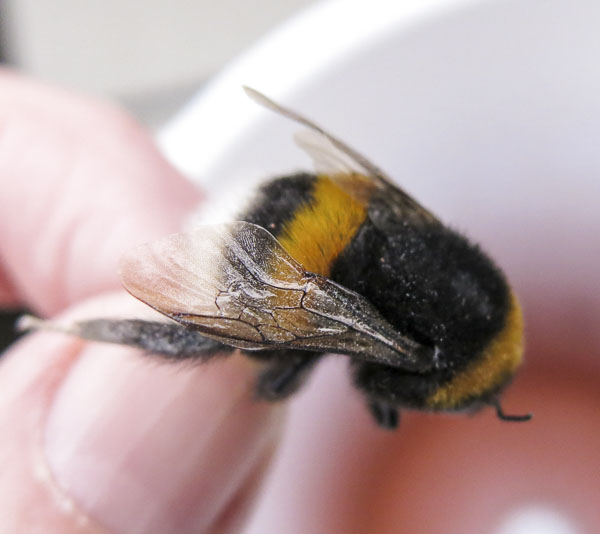 humla, bumblebee humla, bumblebee