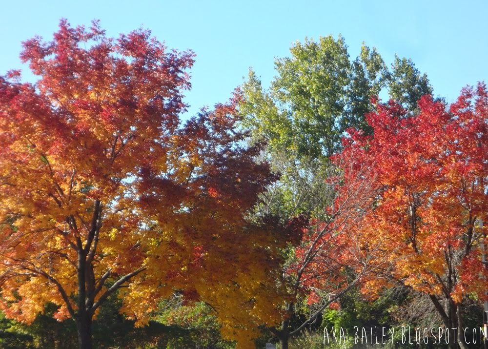Colorful New England fall foliage
