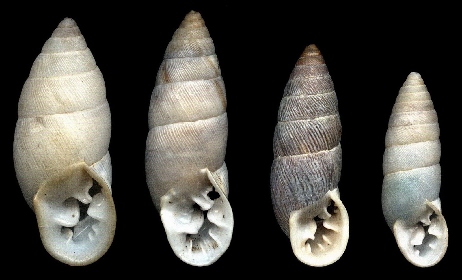 Moluscos terrestres de Argentina Los Plagiodontes