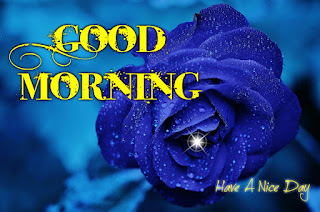 good morning with rose good morning with rose