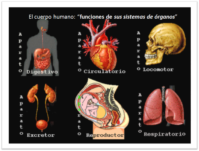 Funciones de sistemas órganos humanos