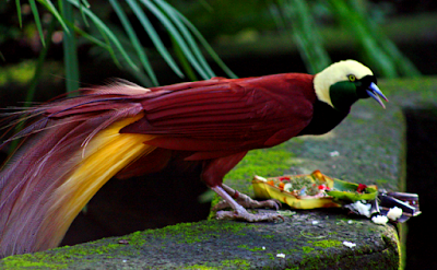 Inilah 17 Jenis Burung  Langka  Dilindungi di  Indonesia  
